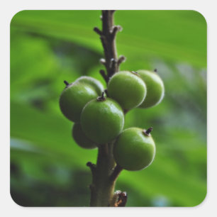 Grüne Natur Quadratischer Aufkleber