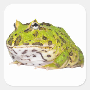 Grüne Pacman Frosch-Aufkleber Quadratischer Aufkleber