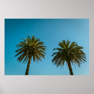 Grüne Palme unter blauem Himmel am Morgen Poster