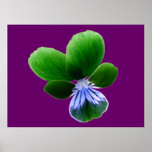 Grüne Pansy Print Poster