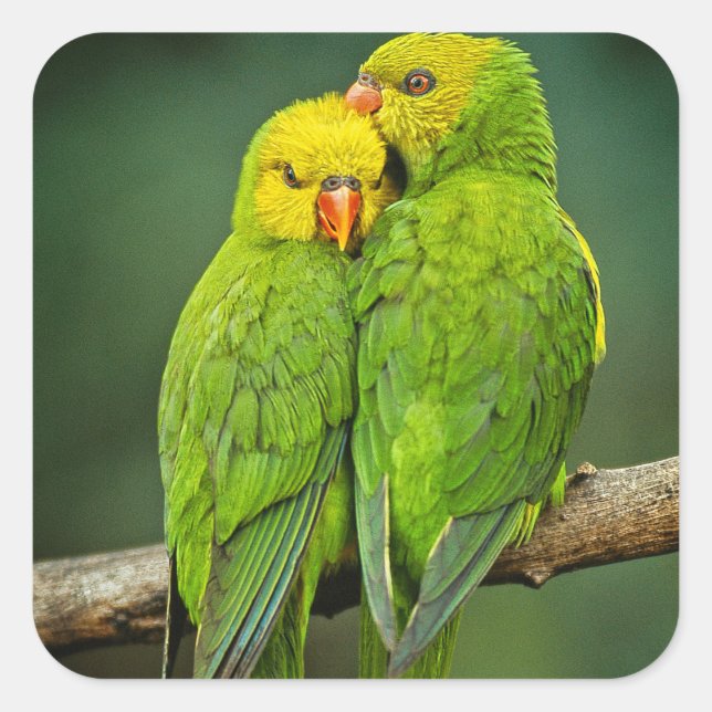 Grüne Papageien lieben Vogelfotografie Quadratischer Aufkleber (Vorderseite)