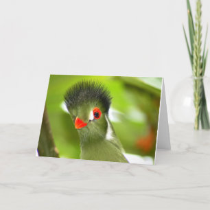 Grüne Papageienkarte Karte