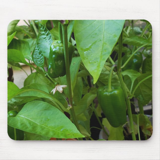 Grüne Paprikaschoten Mousepad (Vorne)