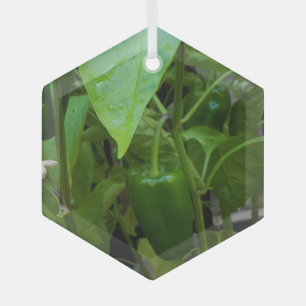 Grüne Paprikaschoten Ornament Aus Glas