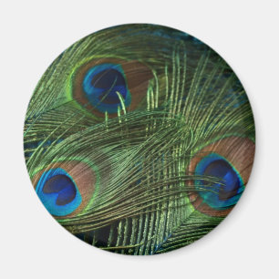 Grüne Pfau-Federn Magnet