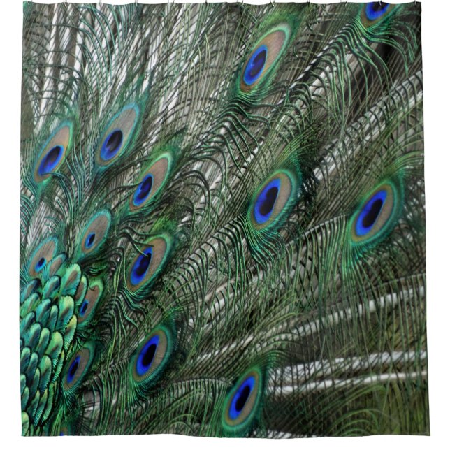 Grüne Pfau-Federn mit blauen Augen Duschvorhang (Vorderseite)