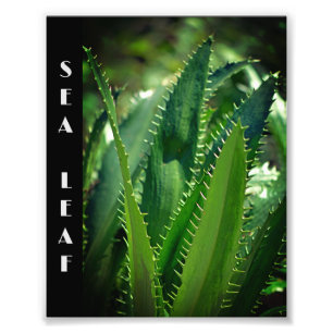 Grüne Pflanze Leaf Garden Fotodruck