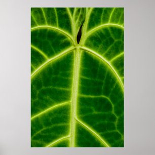 grüne Pflanze Poster