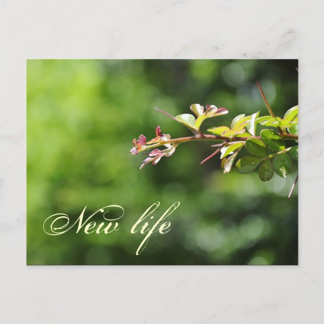 Grüne Postkarten (Vorderseite)