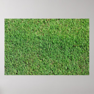 Grüne Rasenflächen Poster