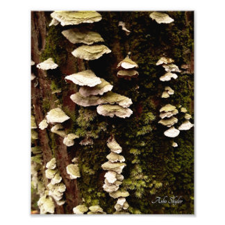 Grüne Regale Fotodruck