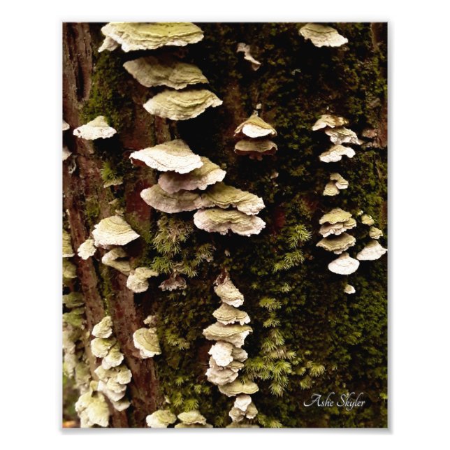 Grüne Regale Fotodruck (Vorne)