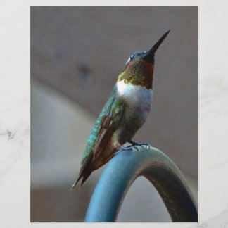 Grüne Ruby kleiner Hummingbird