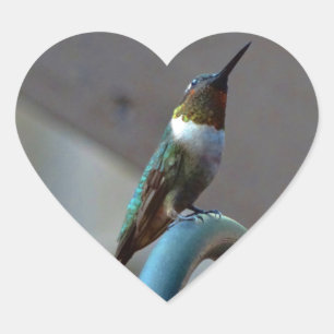 Grüne Ruby kleiner Hummingbird Herz-Aufkleber