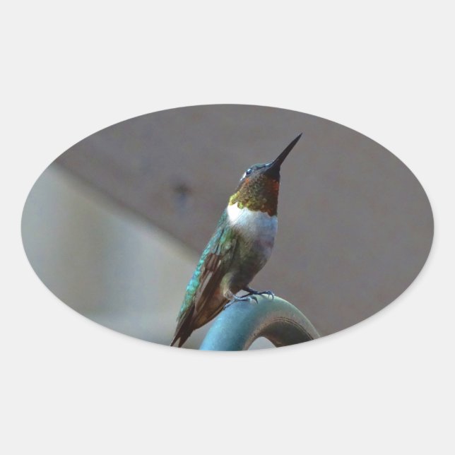 Grüne Ruby kleiner Hummingbird Ovaler Aufkleber (Vorderseite)