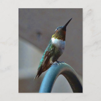 Grüne Ruby kleiner Hummingbird Postkarte