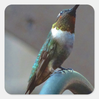 Grüne Ruby kleiner Hummingbird Quadratischer Aufkleber