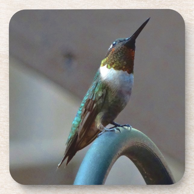 Grüne Ruby kleiner Hummingbird Untersetzer (Vorderseite)