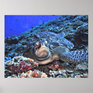 Grüne Schildkröte am Riff Poster