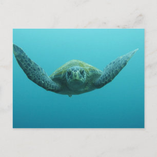 Grüne Schildkröte (Chelonia mydas agassisi), Mitte Postkarte