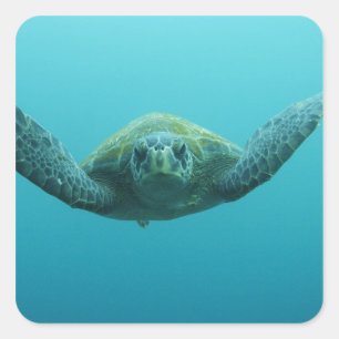 Grüne Schildkröte (Chelonia mydas agassisi), Mitte Quadratischer Aufkleber