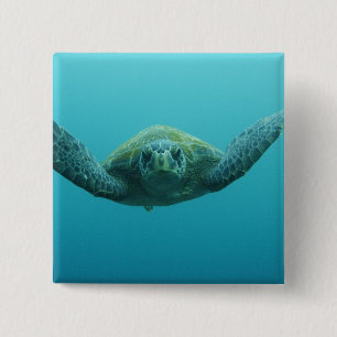 Grüne Schildkröte (Chelonia mydas agassisi), Zentr Button