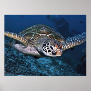Grüne Schildkröte Nah Poster