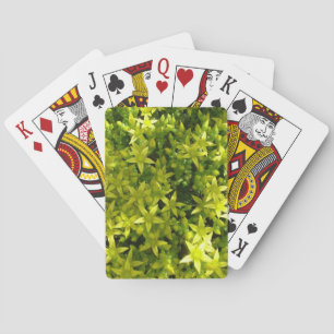 grüne sternähnliche Blumen Kräuterpflanze Spielkarten