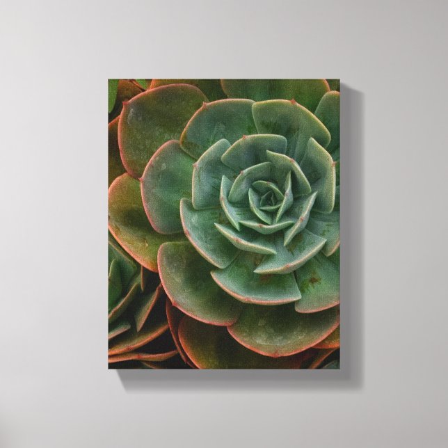 Grüne sukkulente Blume Muster Pflanze Fotografie Leinwanddruck (Vorderseite)