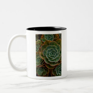Grüne sukkulente Blume Muster Pflanze Fotografie Zweifarbige Tasse