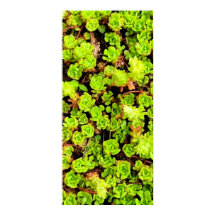 Grüne sukkulente Blume