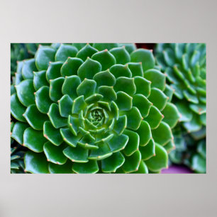 Grüne Sukkulente Naturfotografie Poster