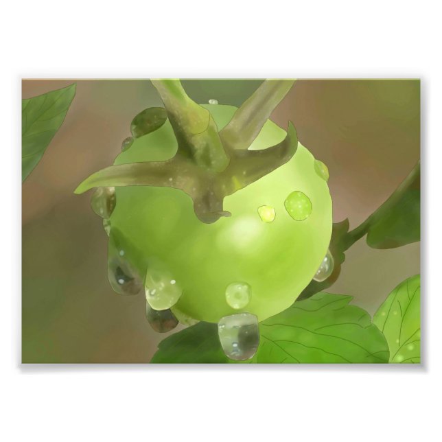 Grüne Tomate im Regen Fotodruck (Vorne)