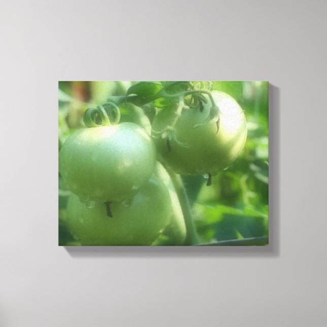 Grüne Tomaten auf dem Wein Leinwanddruck (Vorderseite)