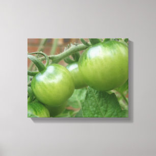 Grüne Tomaten Leinwanddruck