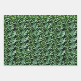 Grüne Tora Blätter Botanisch