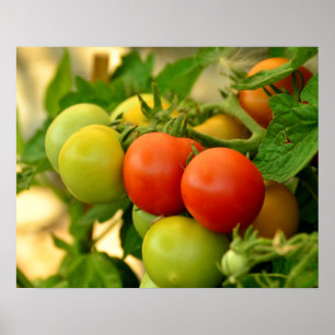 Grüne und rote Kirschtomaten an der Rebe Poster