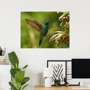 Grüne Violettohren Hummingbird Gerahmt Print Poster