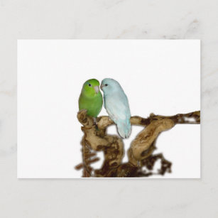 Grüne Weibchen und Blaumännchen Postkarte