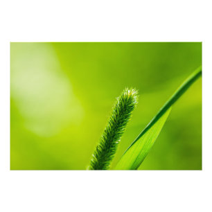 Grüne Welt Fotodruck