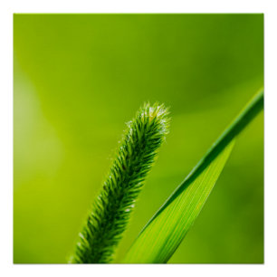 Grüne Welt Poster
