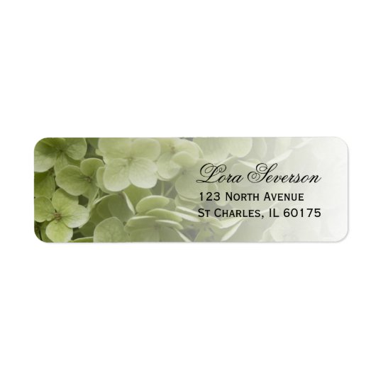 Grüner Annabelle Hydrangea-BlumenRücksendeadresse