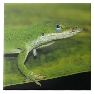 Grüner Anolis, Anolis carolinensis, erwachsen auf  Fliese