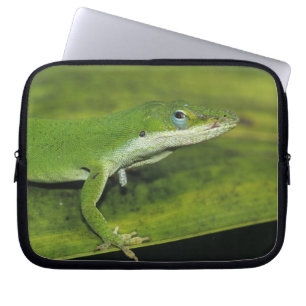 Grüner Anolis, Anolis carolinensis, erwachsen auf Laptopschutzhülle