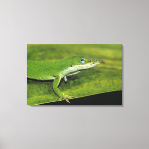 Grüner Anolis, Anolis carolinensis, erwachsen auf  Leinwanddruck