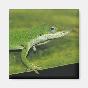 Grüner Anolis, Anolis carolinensis, erwachsen auf Magnet