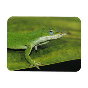 Grüner Anolis, Anolis carolinensis, erwachsen auf Magnet