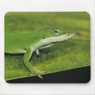 Grüner Anolis, Anolis carolinensis, erwachsen auf Mousepad
