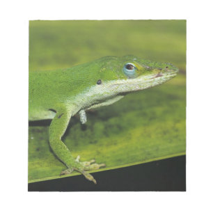 Grüner Anolis, Anolis carolinensis, erwachsen auf  Notizblock
