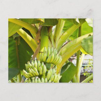 Grüner Bananenbaum Postkarte